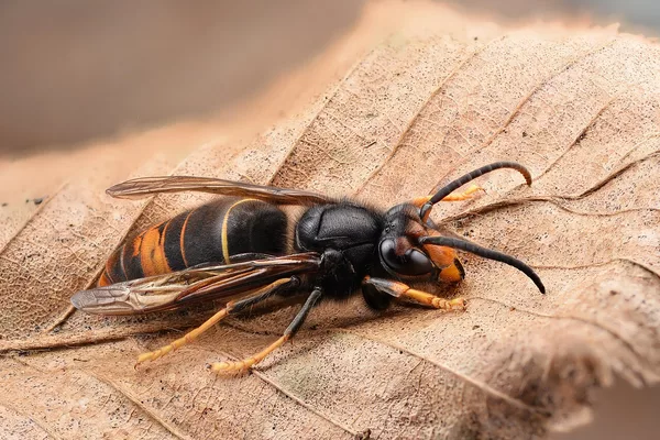 Frelon asiatique (Vespa velutina) : thorax noir, un seul anneau orangé sur l'abdomen, pattes jaunes